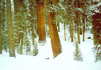 sequoia_tree_best.jpg (76419 bytes)